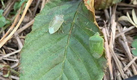 Pourquoi sommes-nous infestés de punaises vertes ou marron cette...