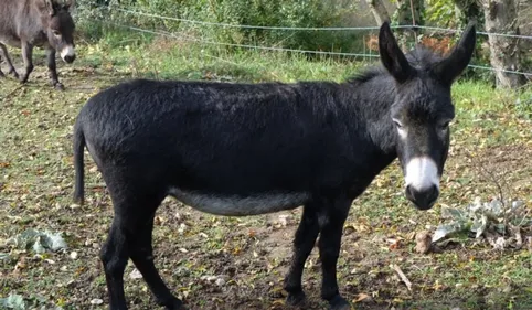 INFO 100% : une ânesse volontairement muselée pendant plusieurs...