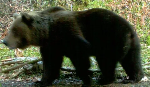Ourse tuée en Ariège : plusieurs chasseurs entendus en garde à vue...