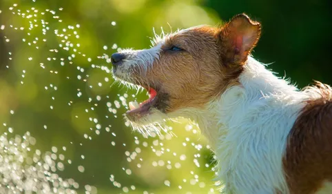 Canicule. Les animaux aussi subissent de plein fouet les fortes...