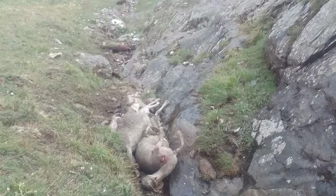 Ours : la justice suspend les tirs d'effarouchement sur l'ensemble...