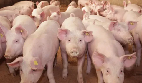 Hautes-Pyrénées : feu vert pour le projet de porcherie controversé
