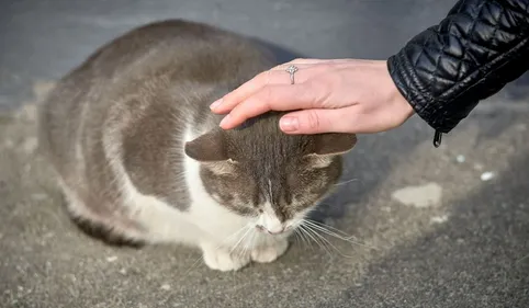 Le mystère à Pamiers : de plus en plus de chats disparaissent 