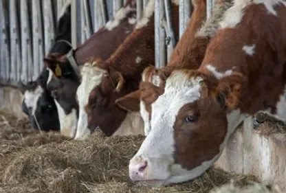 Piétinée par une vache