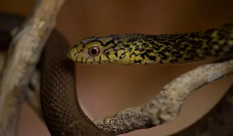 Orthez : Il roule avec un serpent dans le moteur