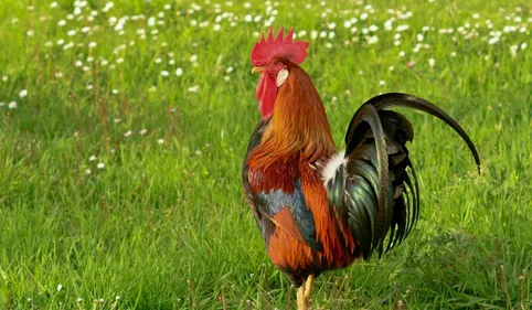 Le chant d'un coq qui gêne un voisin devant le tribunal de Tarbes
