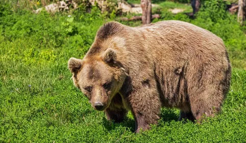 L'ours aurait-il encore frappé ?