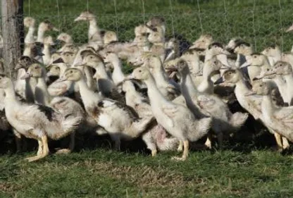 Grippe aviaire : six semaines de vide sanitaire dans le sud-ouest