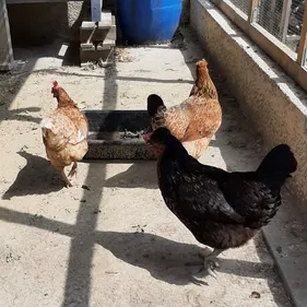 Carcassonne: 4 salariés de la coopérative Arterris condamnés pour...