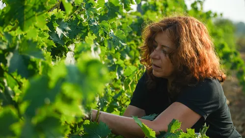 Pyrénées-Orientales : Début des vendanges au Domaine Lafage, un...
