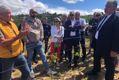 Grêle dans l'Aude : Le préfet au chevet des viticulteurs
