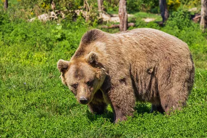 Mort de l'ourse Caramelles : Prison avec sursis pour le chasseur...