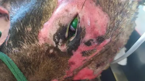 Montpellier : la SPA dénonce « l’insupportable acte de cruauté »...