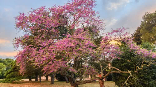 Concours : L'arbre de l'année sera-t-il gardois ?