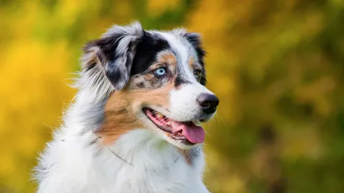 PACA : Le Top 3 des chiens préférés (et les plus coûteux !) 