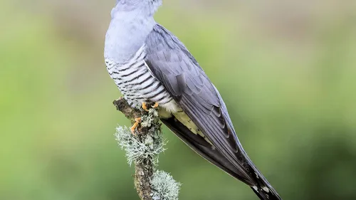 LPO Occitanie : 209 espèces d'oiseaux observées en 20 ans