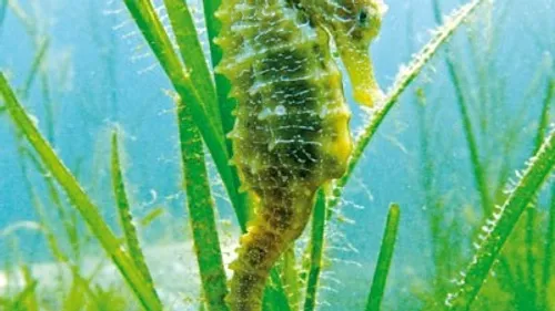 Un sentier sous-marin pour découvrir les trésors de l’étang de Thau