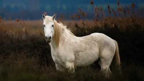 Lunel : un grand salon du cheval pendant le week-end de l'ascension