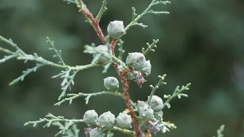 Dans le Gard, le cyprès de l’Arizona pourrait aider nos forêts à...