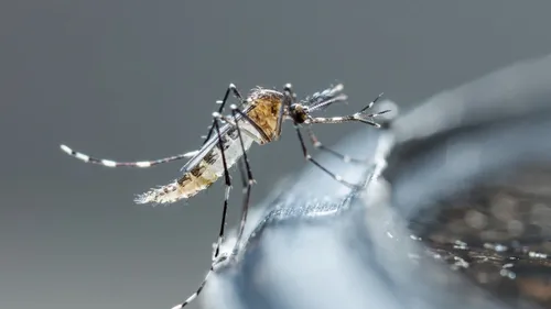 Occitanie : Après la Pluie, les Moustiques