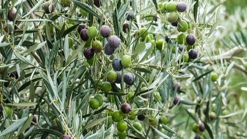 Bon plan dans l'Hérault : Une matinée gratuite à la découverte des...