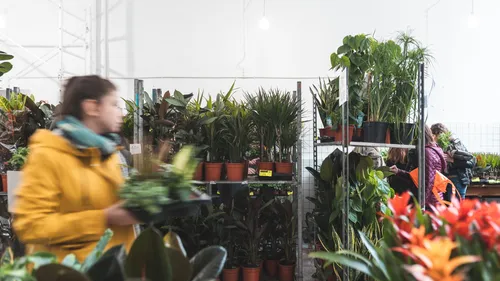 Nîmes, Perpignan, Béziers… plusieurs ventes éphémères de plantes à...