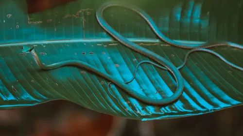 Nîmes : Serpents, lézards, fourmis... vont envahir le parc des...