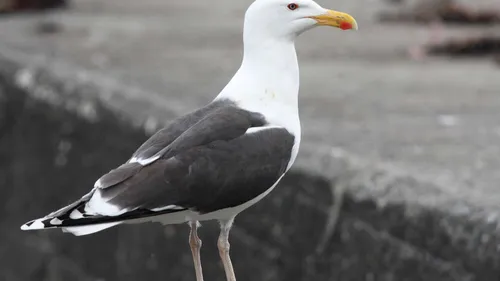 Goélands en Bretagne : l’illusion d’une invasion, la réalité d’un...