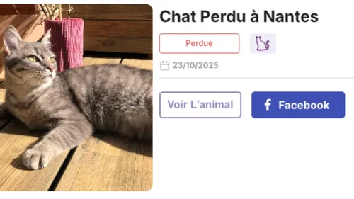 Arnaque : les animaux perdus attirent de plus en plus d'escrocs