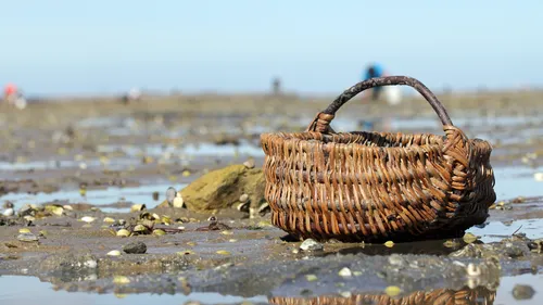Loire-Atlantique : la pêche à pied interdite sur tout le littoral