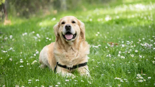 Le golden retriever, chien préféré en Bretagne et dans les Pays de...