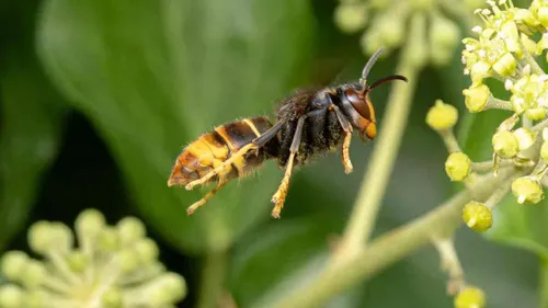 Frelons asiatiques : le raz-de-marée d’automne s’abat sur la...