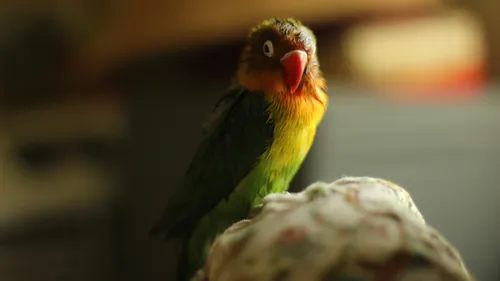 Loire-Atlantique : plus de 300 oiseaux empaillés dérobés à Trignac