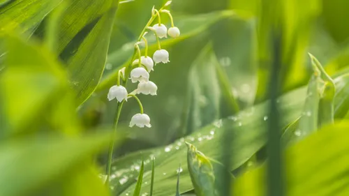 1er mai : pourquoi offre-t-on du muguet ?