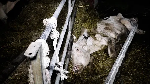 L’association L214 épingle un élevage de Gironde