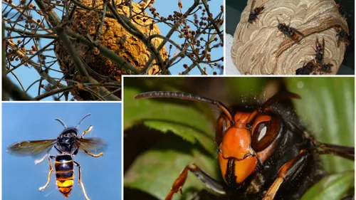 Frelon asiatique : la menace grandit dans les Pyrénées-Orientales,...