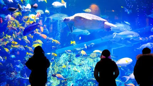 Deux nouveautés arrivent à l'aquarium Oniria !