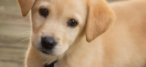 Exposition canine annulée à Troyes