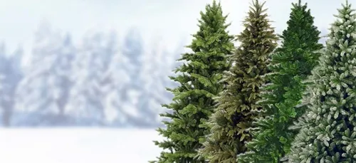 Où se débarrasser de son sapin à Troyes ?