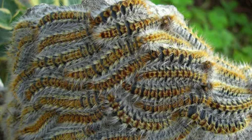 Les Chenilles processionnaires du pin inquiètent les Troyens