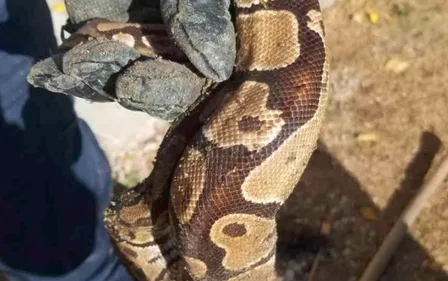 Le python vivait sous son escalier