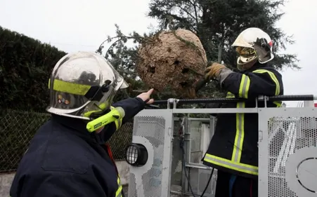 Trop d'interventions des sapeurs-pompiers aubois pour des nids de...