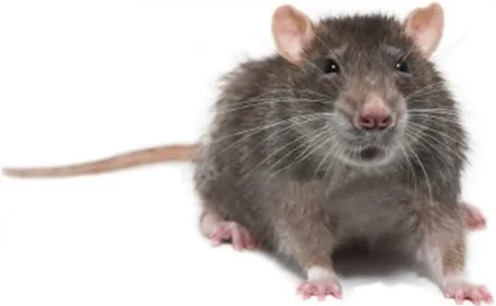 Des classes fermées à cause d'un...rat