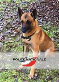 Qui veut adopter Grax ?