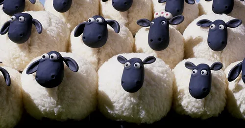 Les Ardennais rois de l'élevage de moutons dans la région