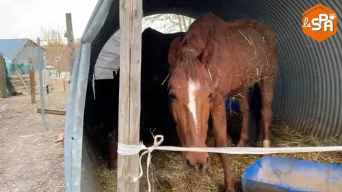 9 chevaux sauvés par la SPA