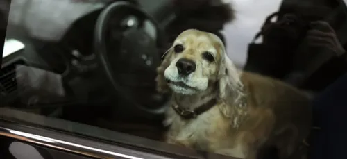 Deux chiens secourus en pleine canicule.