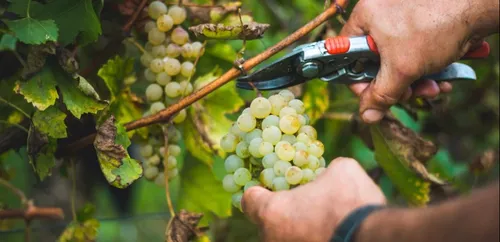 Le rendement fixé pour la vendange 2019 en Champagne
