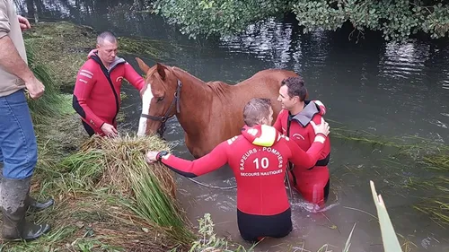 Une jument sauvée des eaux