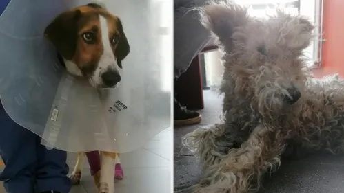 Chiens traînés, le propriétaire en garde à vue